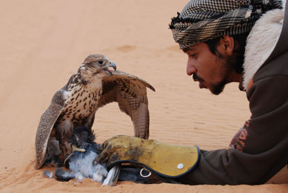 تفاصيل تجربة الصيد بالصقور صورة تجربة الصيد بالصقور