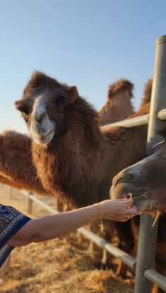 Picture of A Tour to Learn About the Types of Camels - One Day