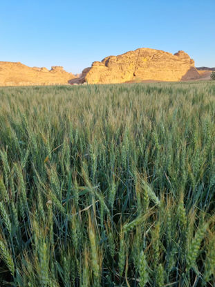 Picture of The AlUla Freekeh Soup: From Old Farms to Its Origins - One Day