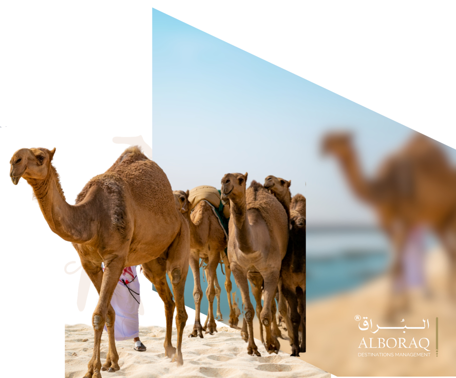 Camels in Al Ahsa